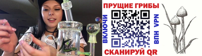 Галлюциногенные грибы Psilocybine cubensis  Трубчевск 